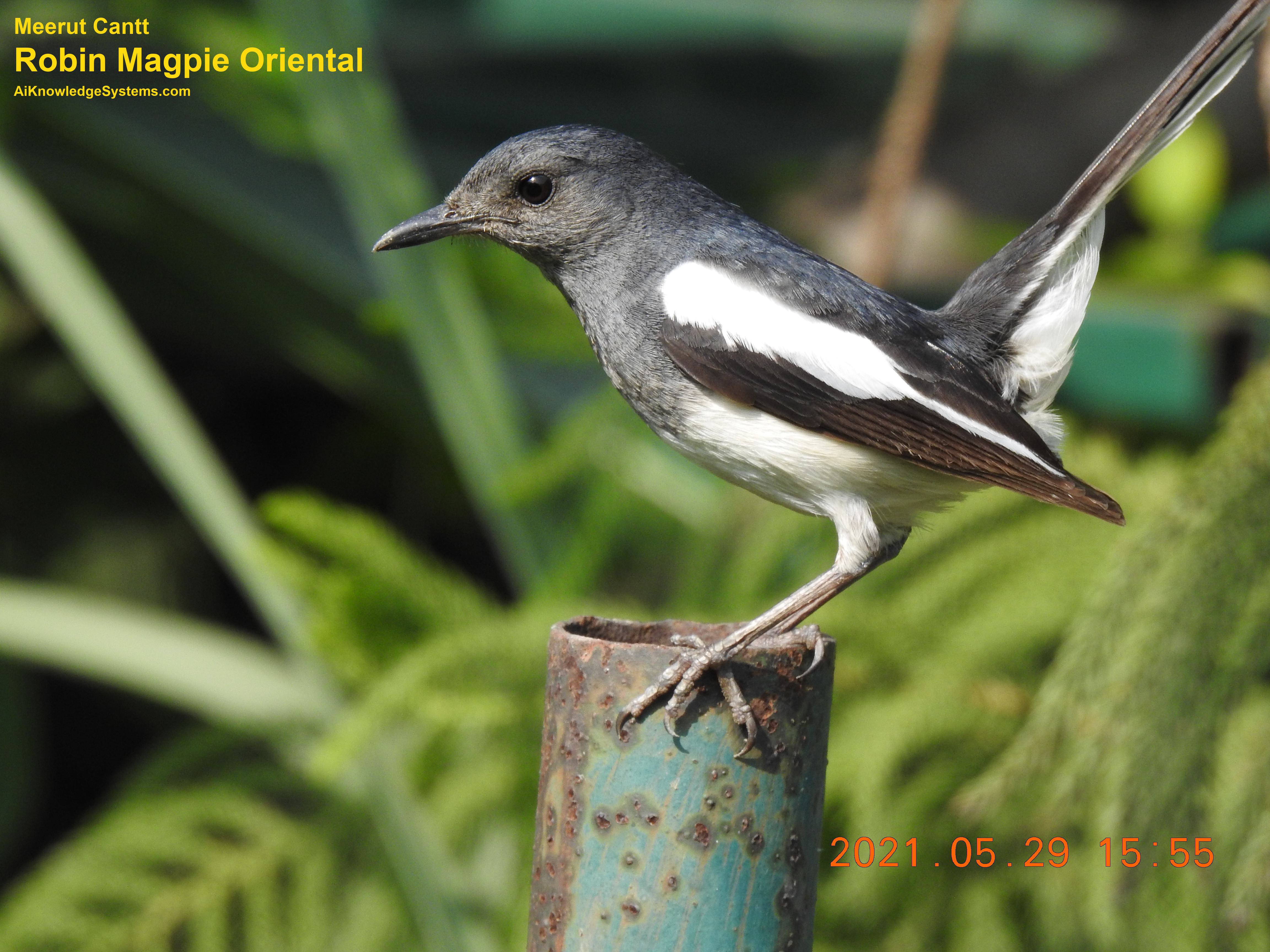 Magpie Robin (56) Coming Soon